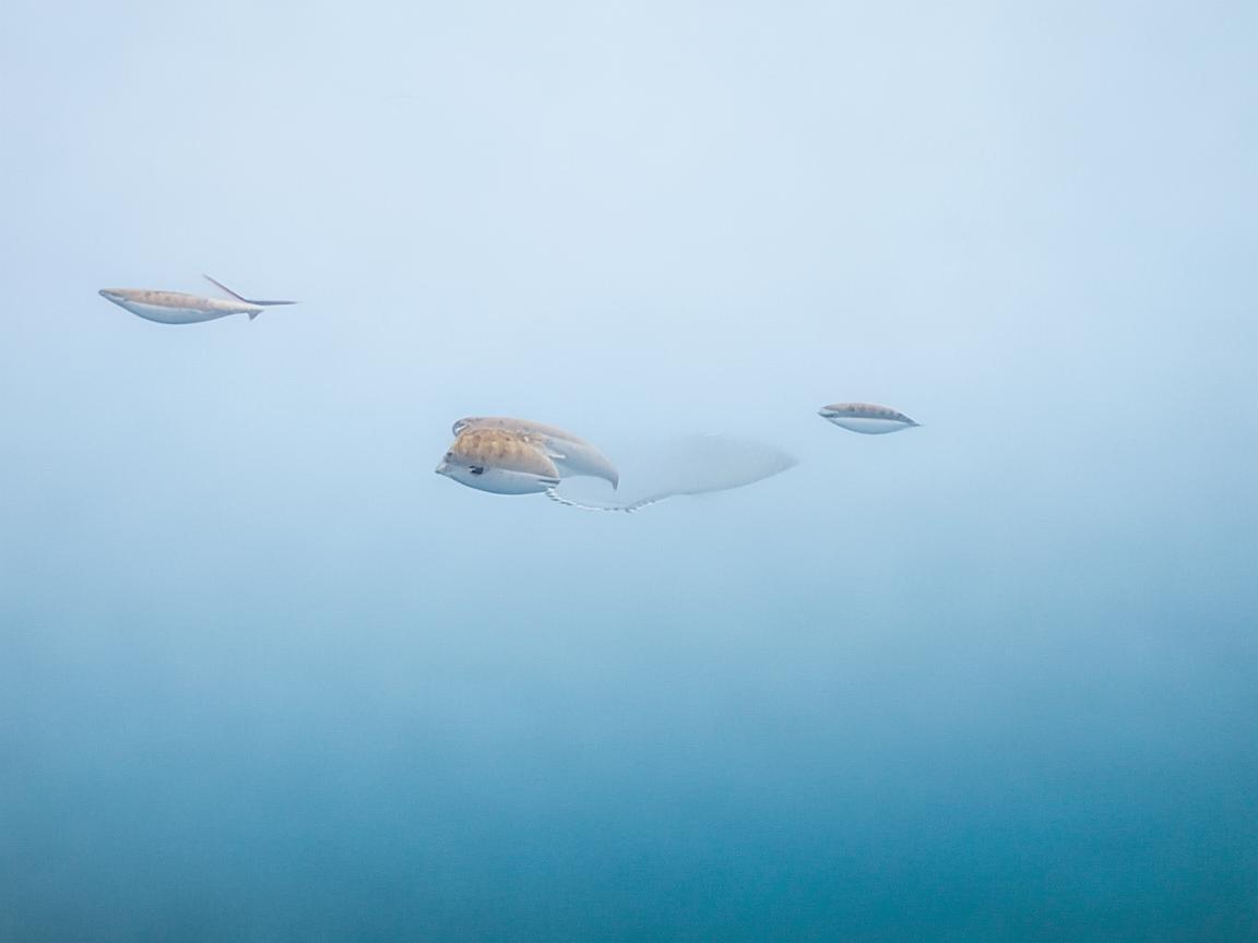 无人机在足浴店场景下的飞行机制探索